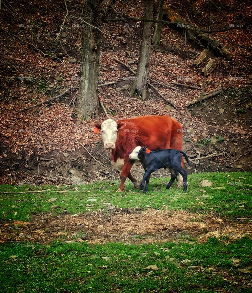 Spring Calves 2017