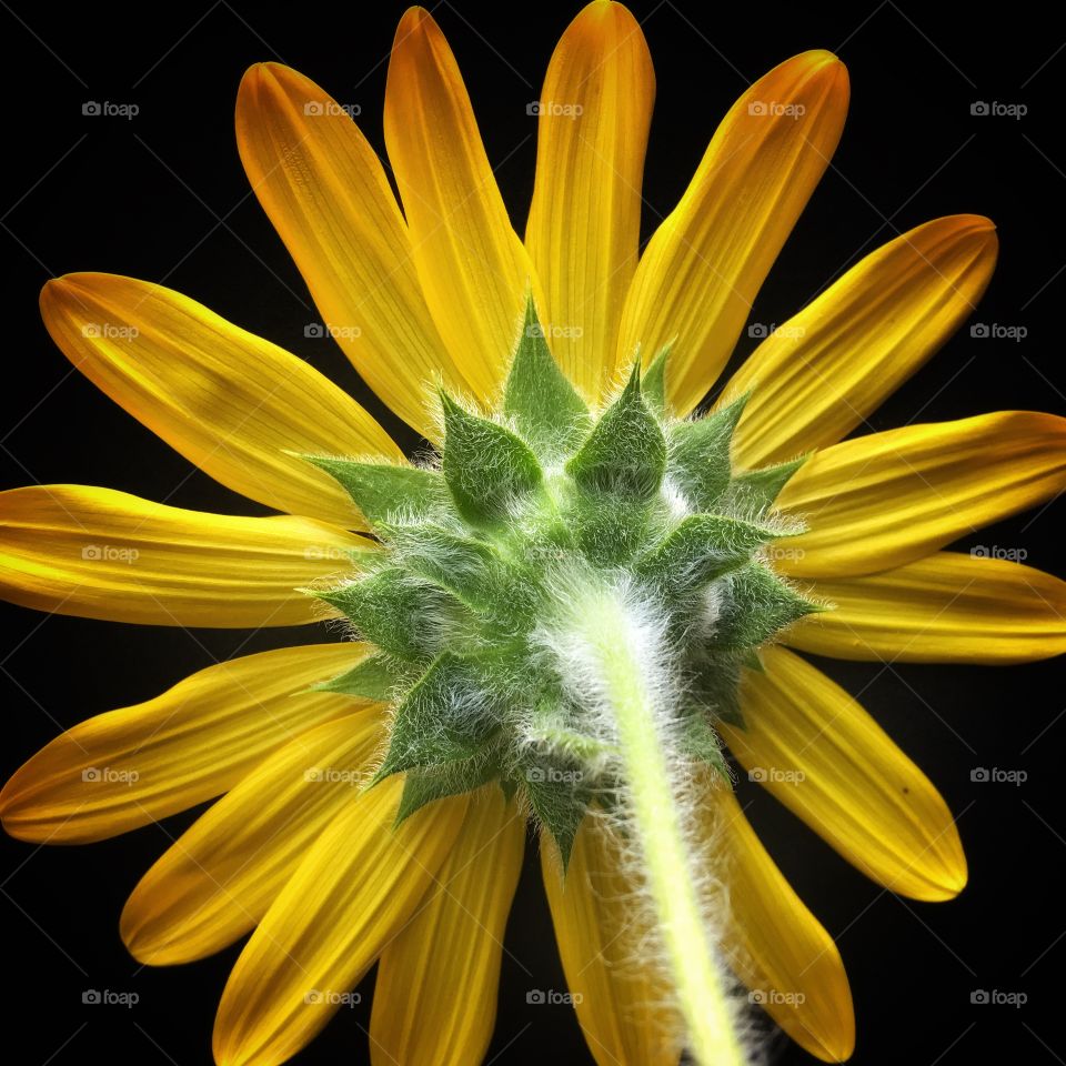 Dramatic yellow sunflower bloom from behind isolated agains a black background.