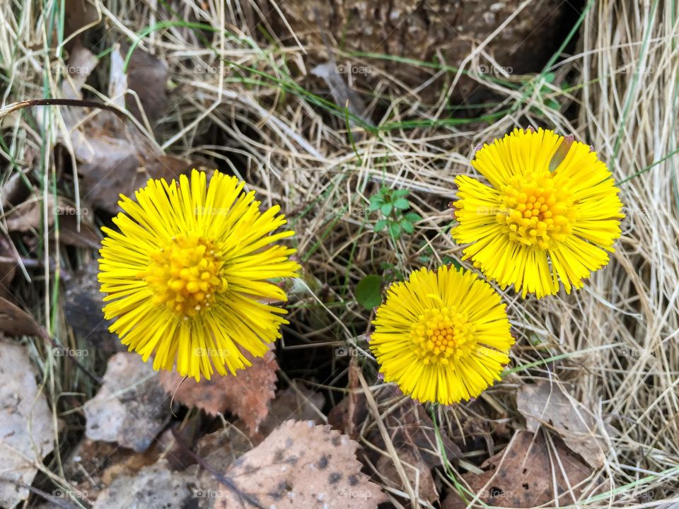 Three flowering yellow Coltsfoot among old brown fall leaves and dry grass on the ground in the forest in early spring in Sweden.