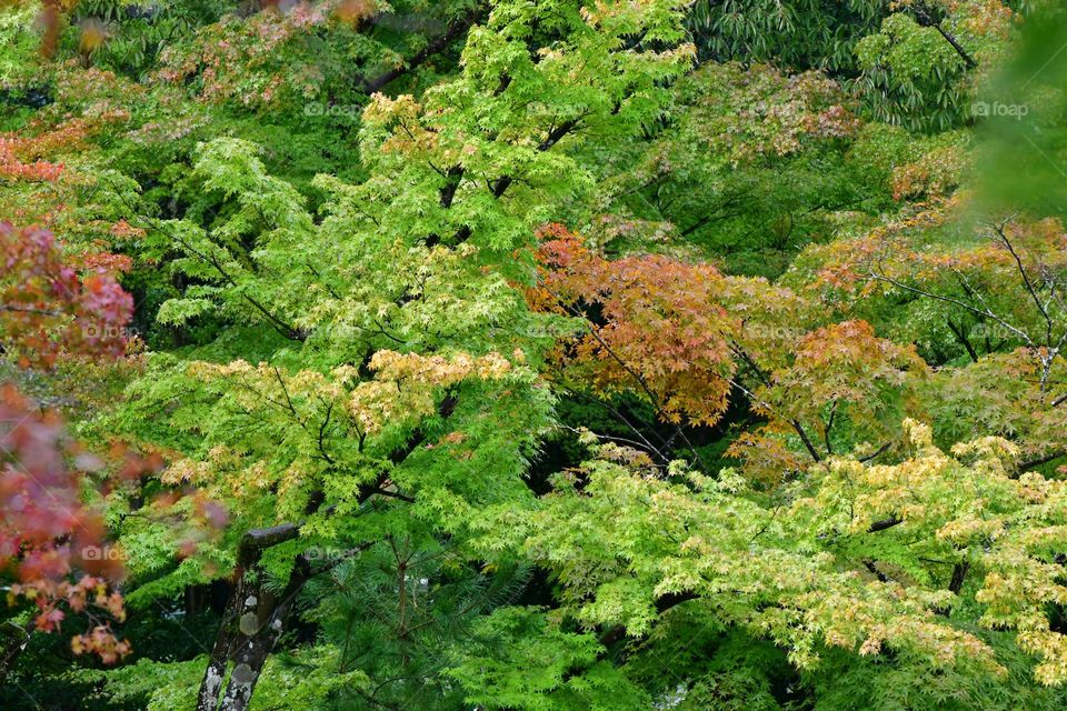 Fall foliage