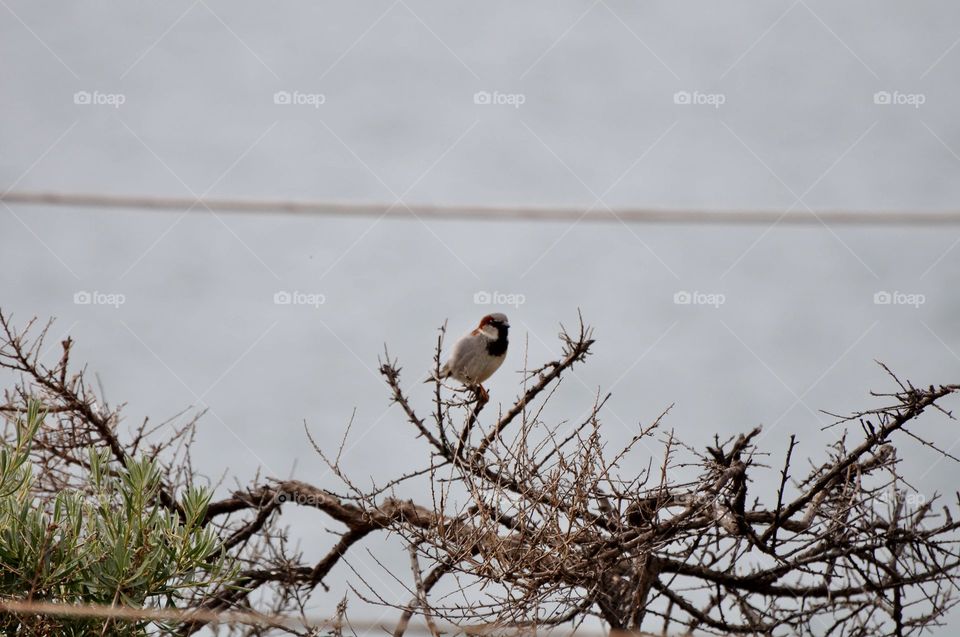 Bird resting on the tree