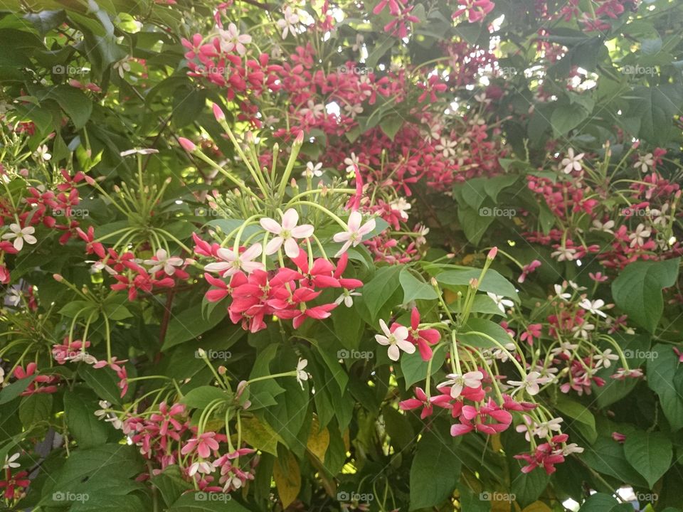 rangoon creeper . a vine with redflower clusters 