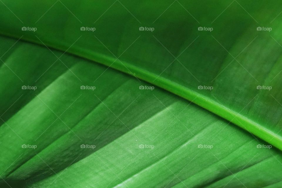 Green leaf