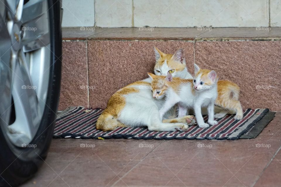 mom cat and her kids