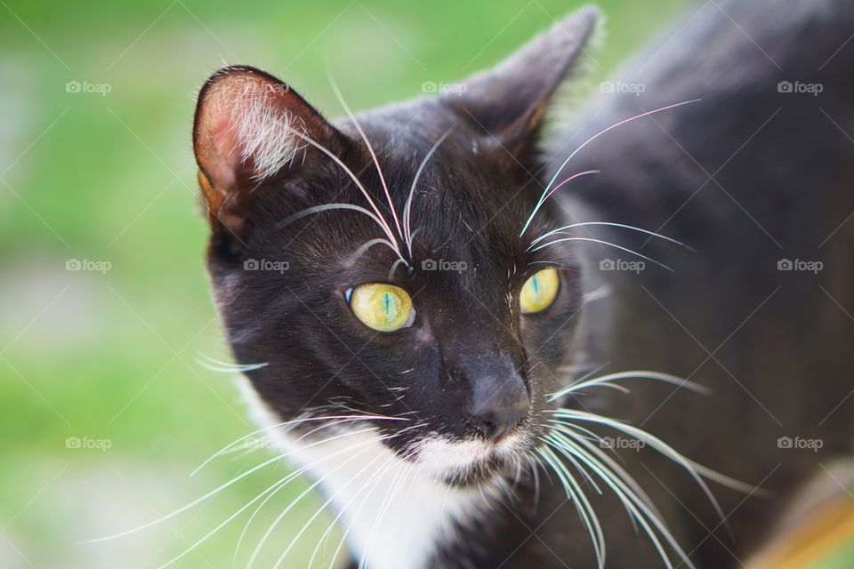 Cute, Eye, Cat, Nature, Animal