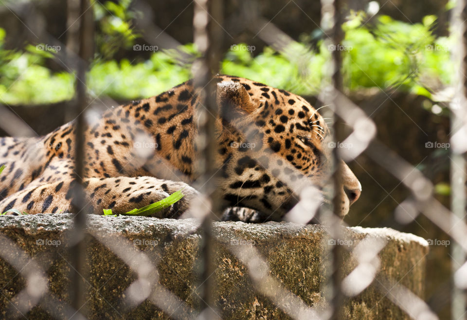 This is from a recent trip to the Puerto Vallarta Zoo. We were so close to the animals through out our walk that I never had to switch out my 50mm lens.