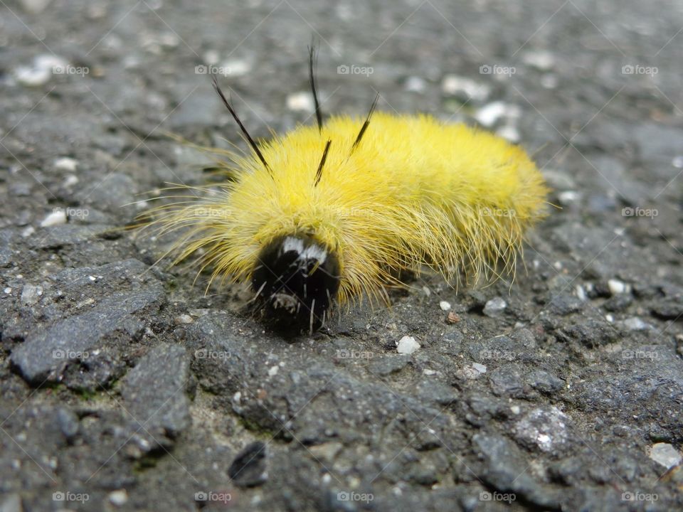 Caterpillar On a Walk. 