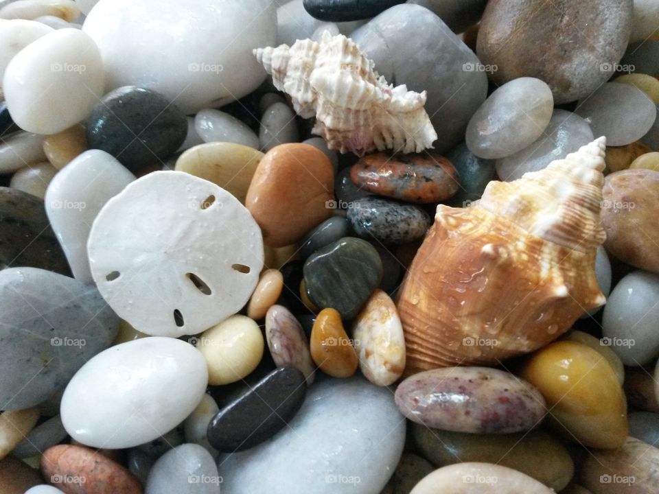 Close-up of seashells and stones