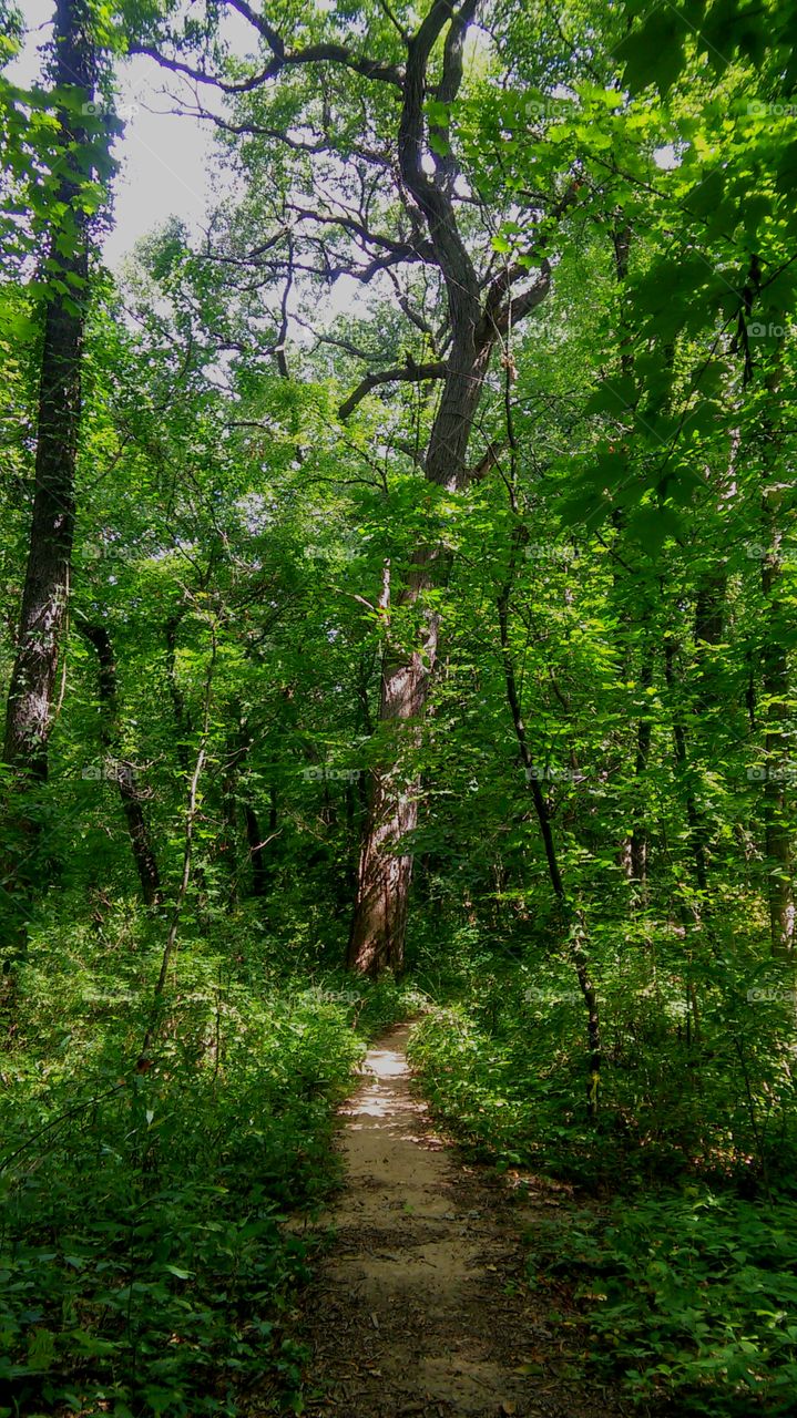 Peaceful path