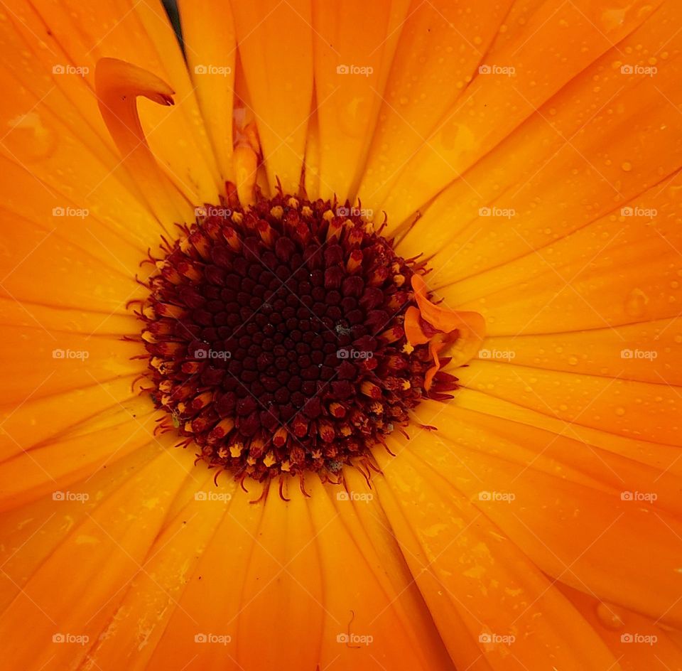 nature orange flower