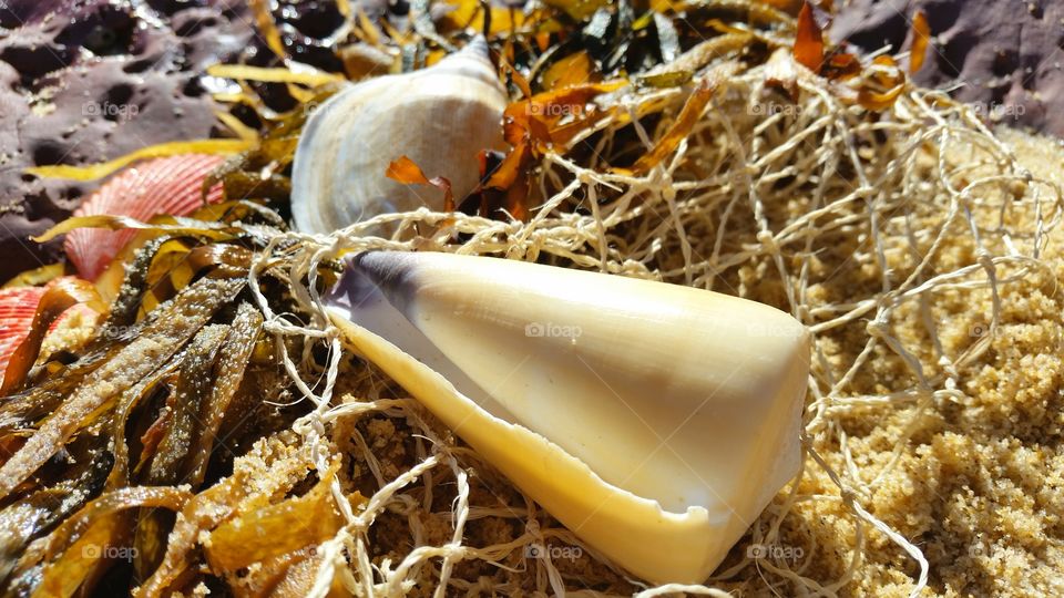 Seashells in fishing net