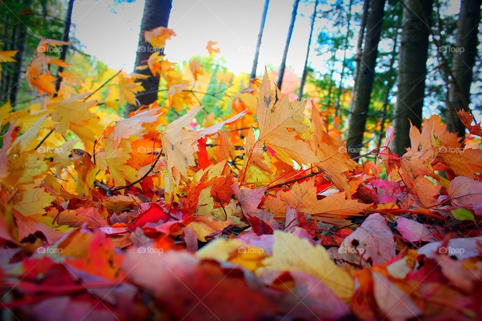 Fall, Leaf, Maple, Color, Tree