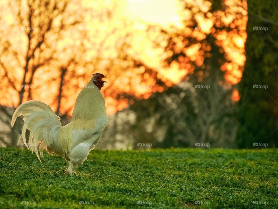 Side view of chicken