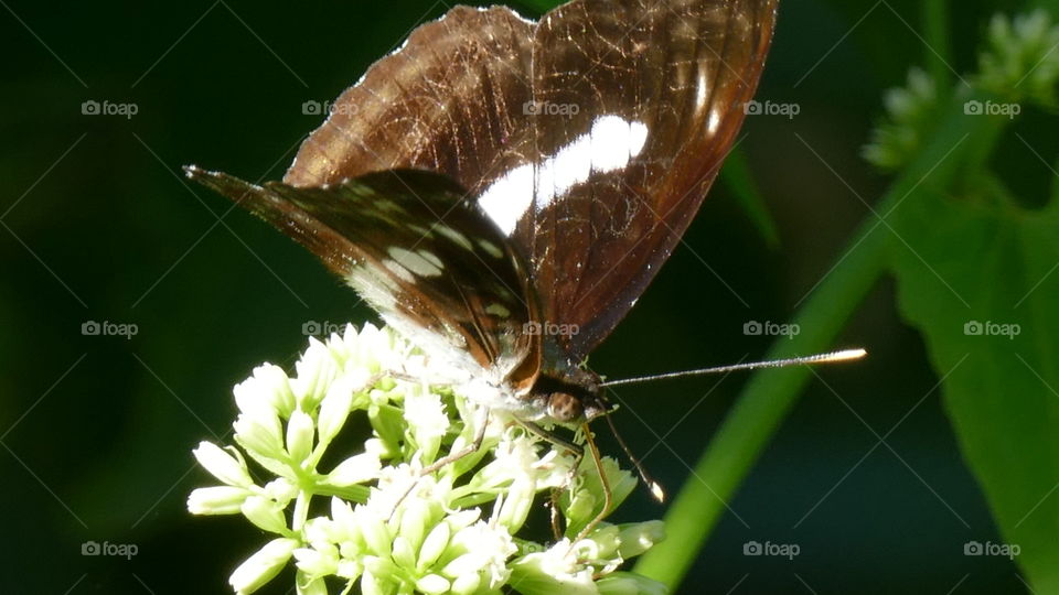 White Admiral is widespread in southern England, extending just into Wales and nortwards