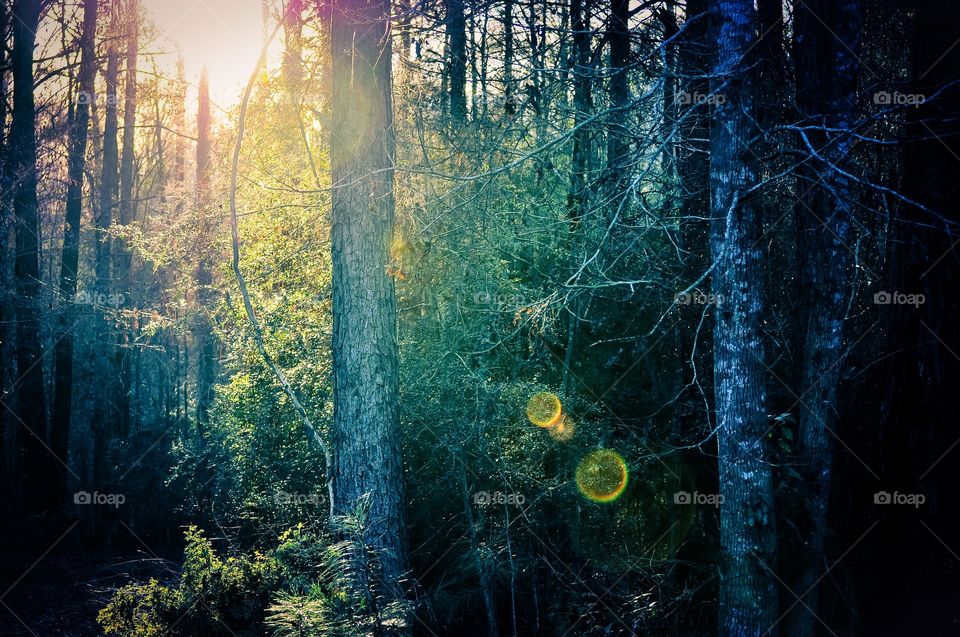Sunlight through woods