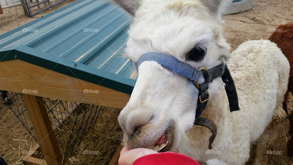 feeding a gentle giant