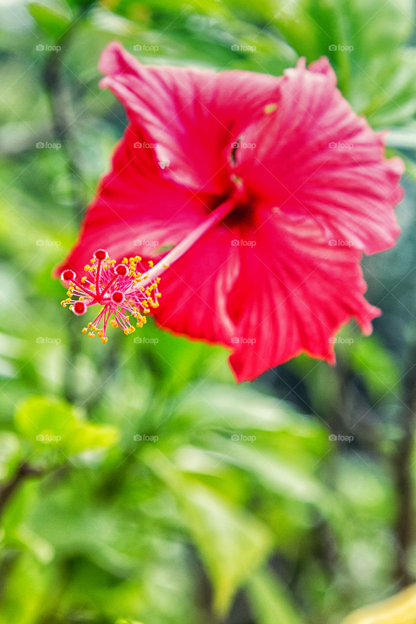 Hibiscus flower