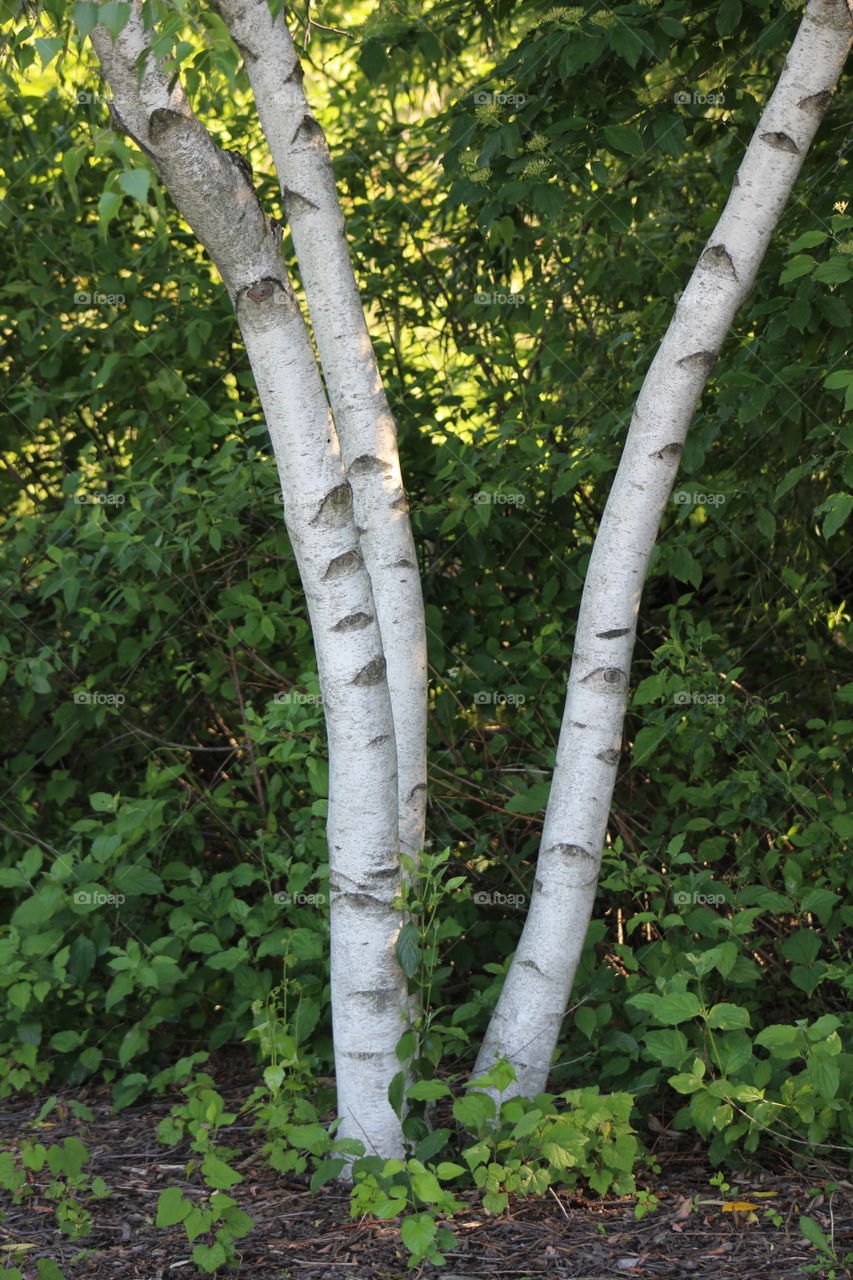 Gray birch (betula populiolia) in wooded area in spring