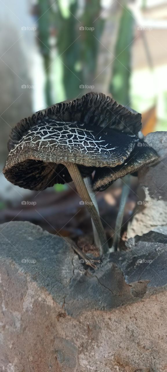 garden mushrooms