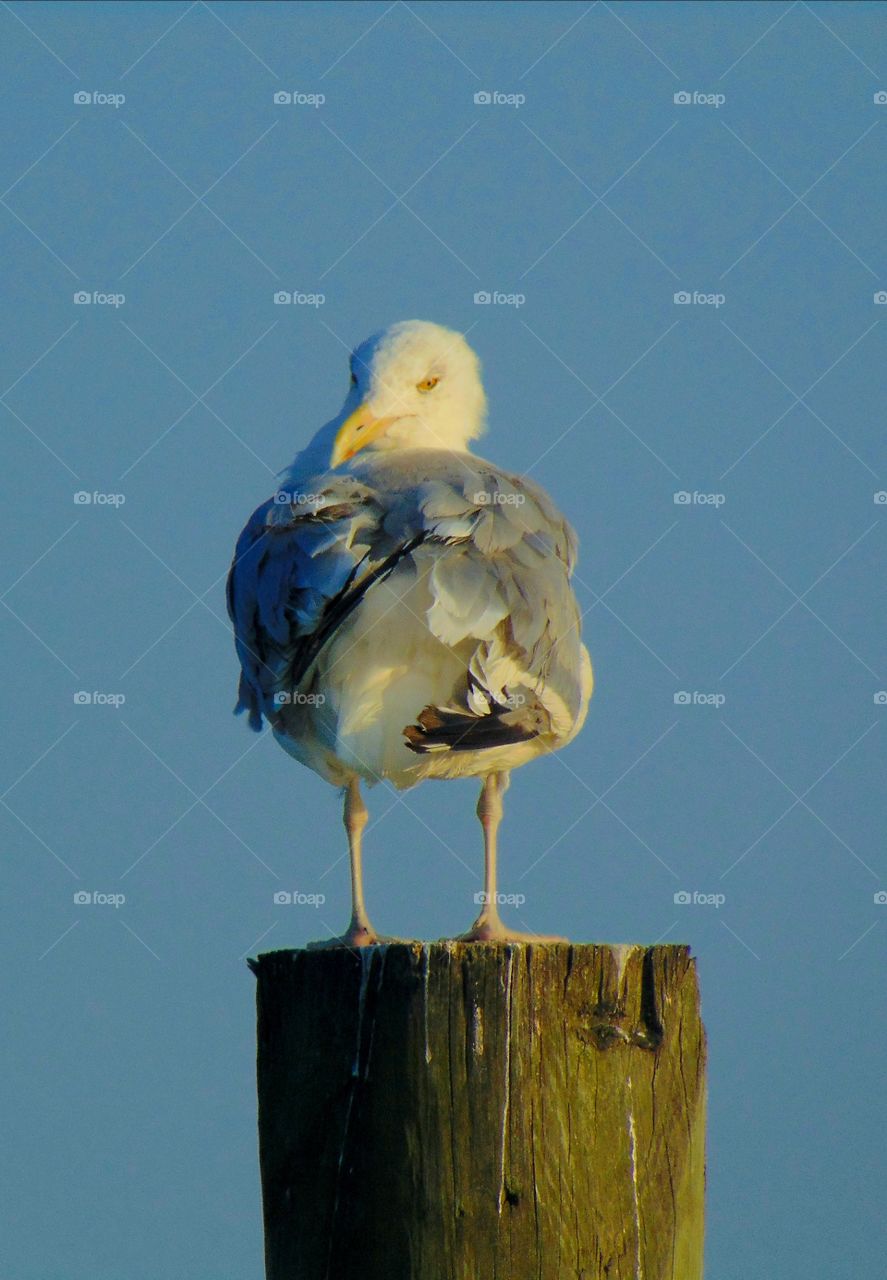 A  funny seagull posing for the camera!!