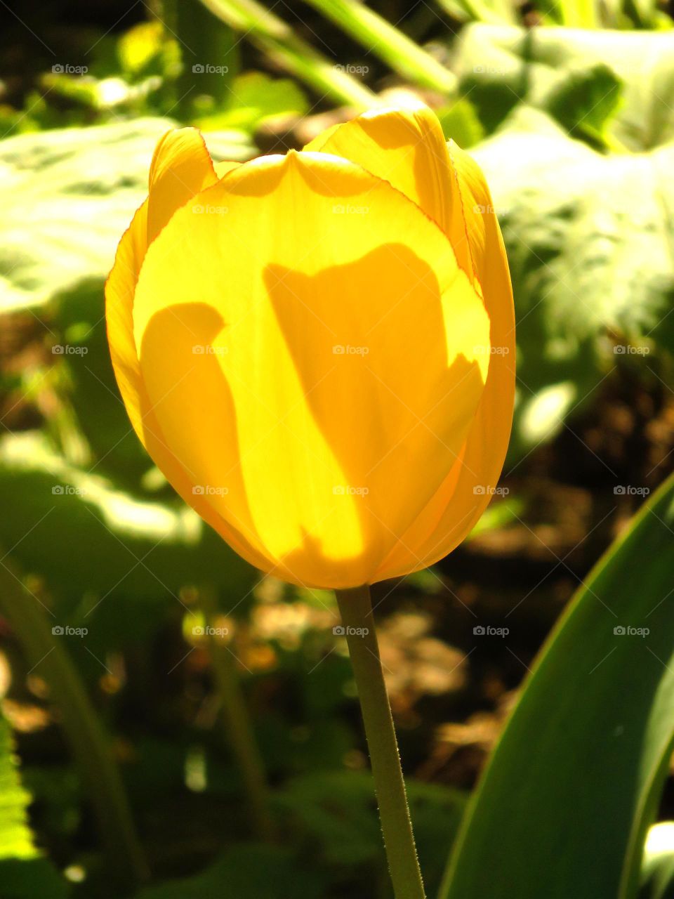 translucent tulip