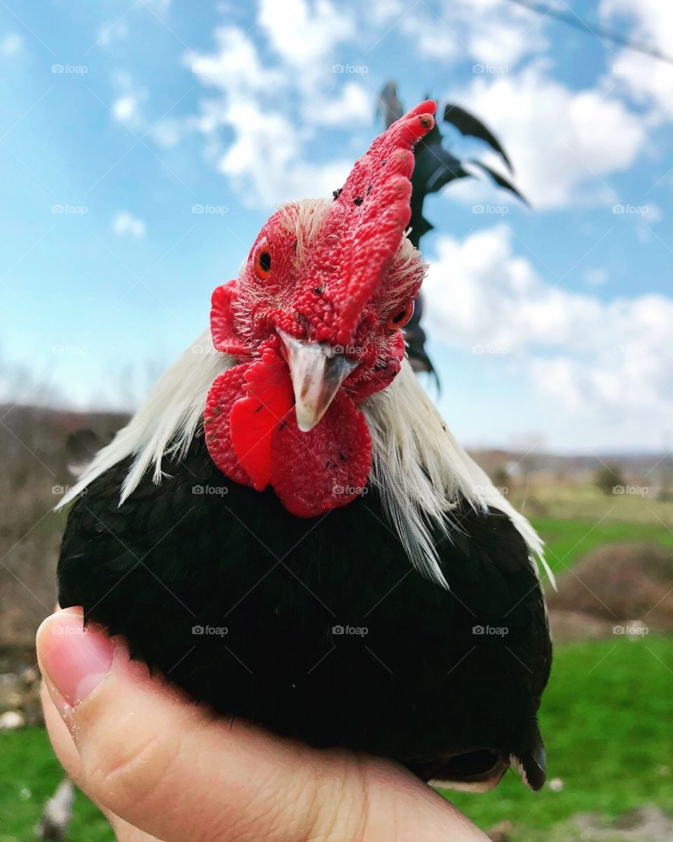 Phoenix bantam rooster
