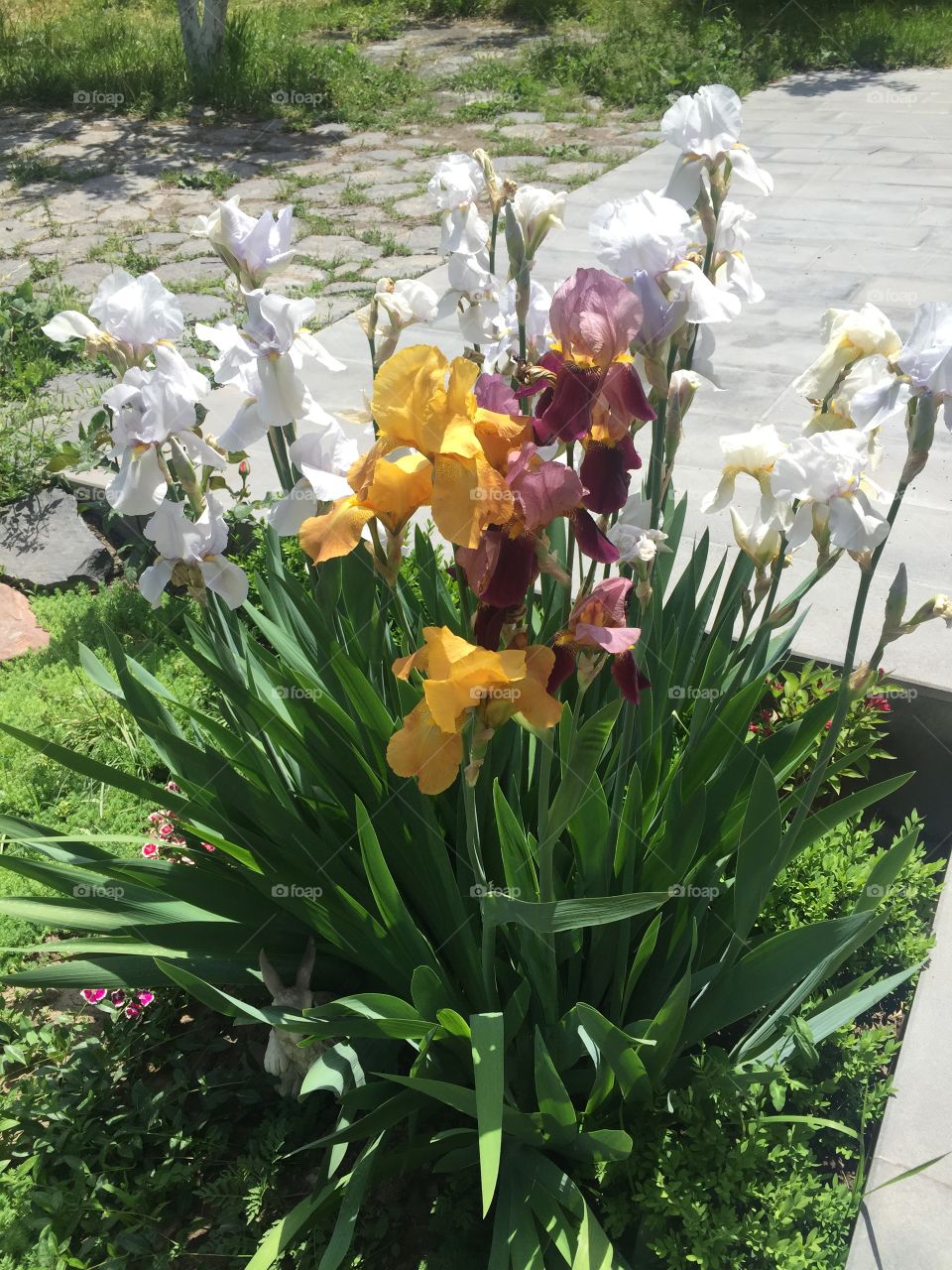 Iris