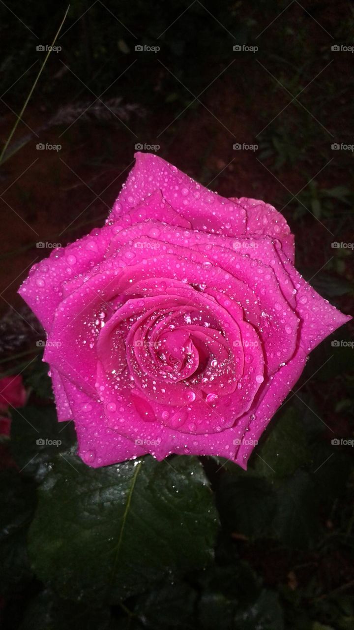 pink flower in the rain