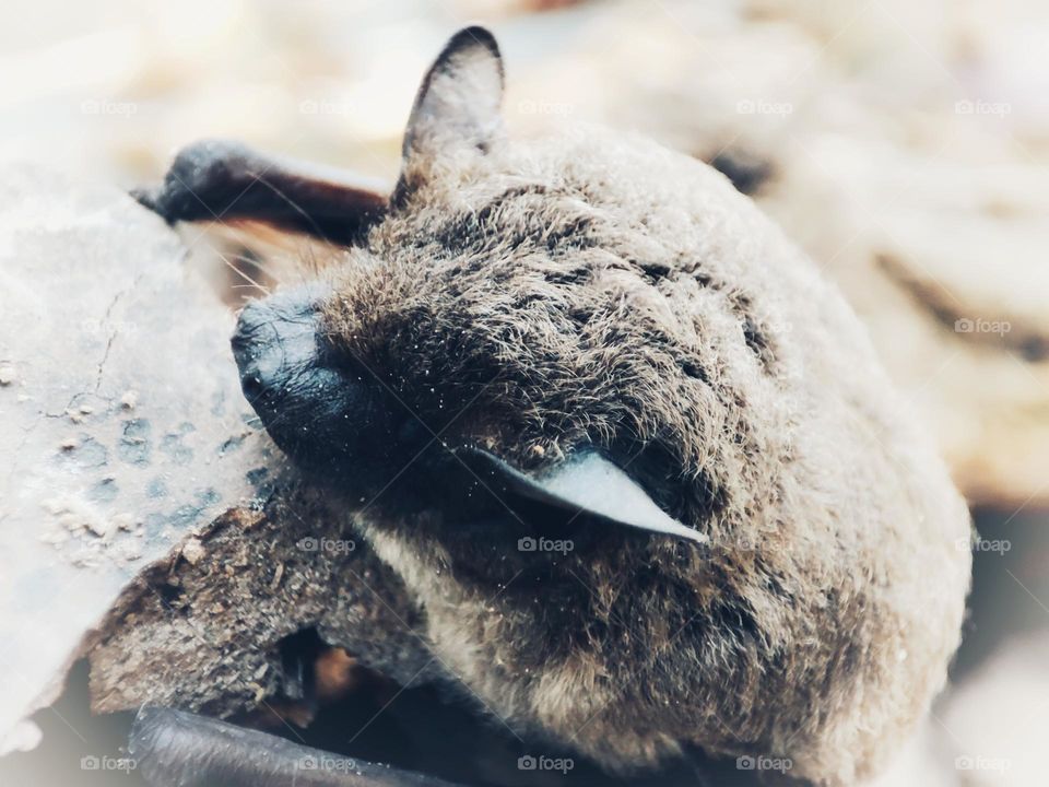 Nathusius's pipistrelle
