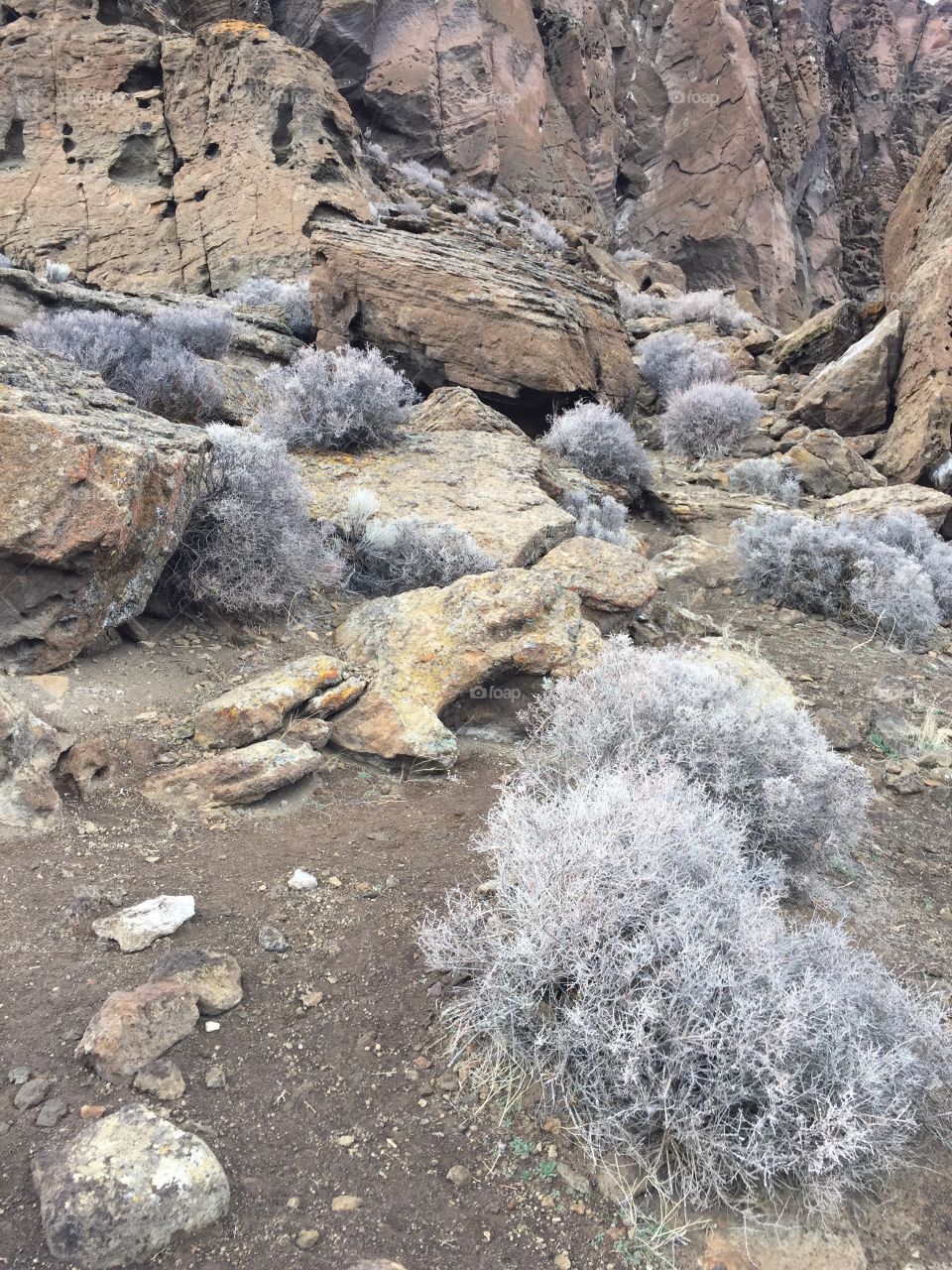 Giant boulders with frost covered brush on the sides of Fort Rock on a cold winter day in Oregon. 