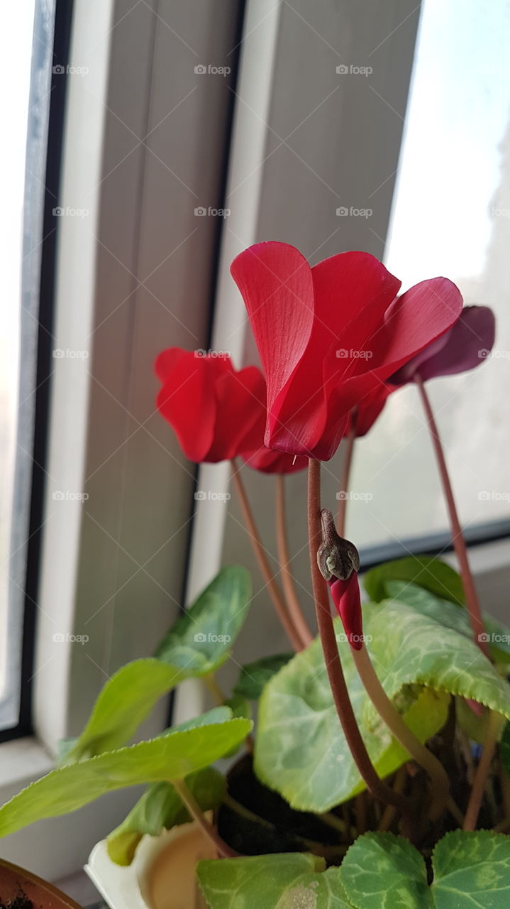 bright red flowers in a pot
