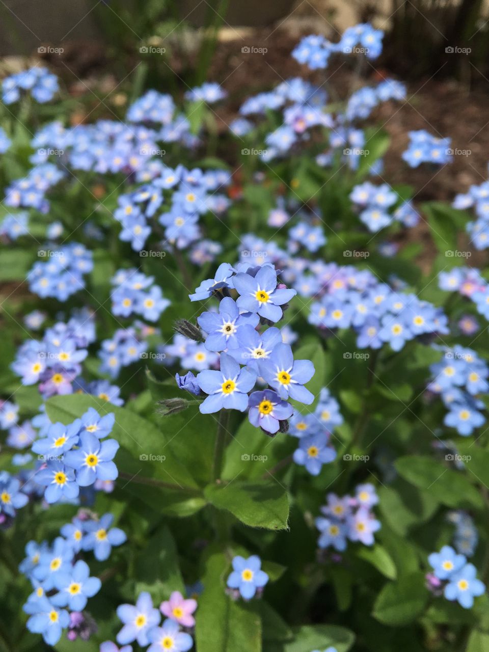 A sea of forget-me-nots with bright green foliage and a cluster of blooms on focus. 