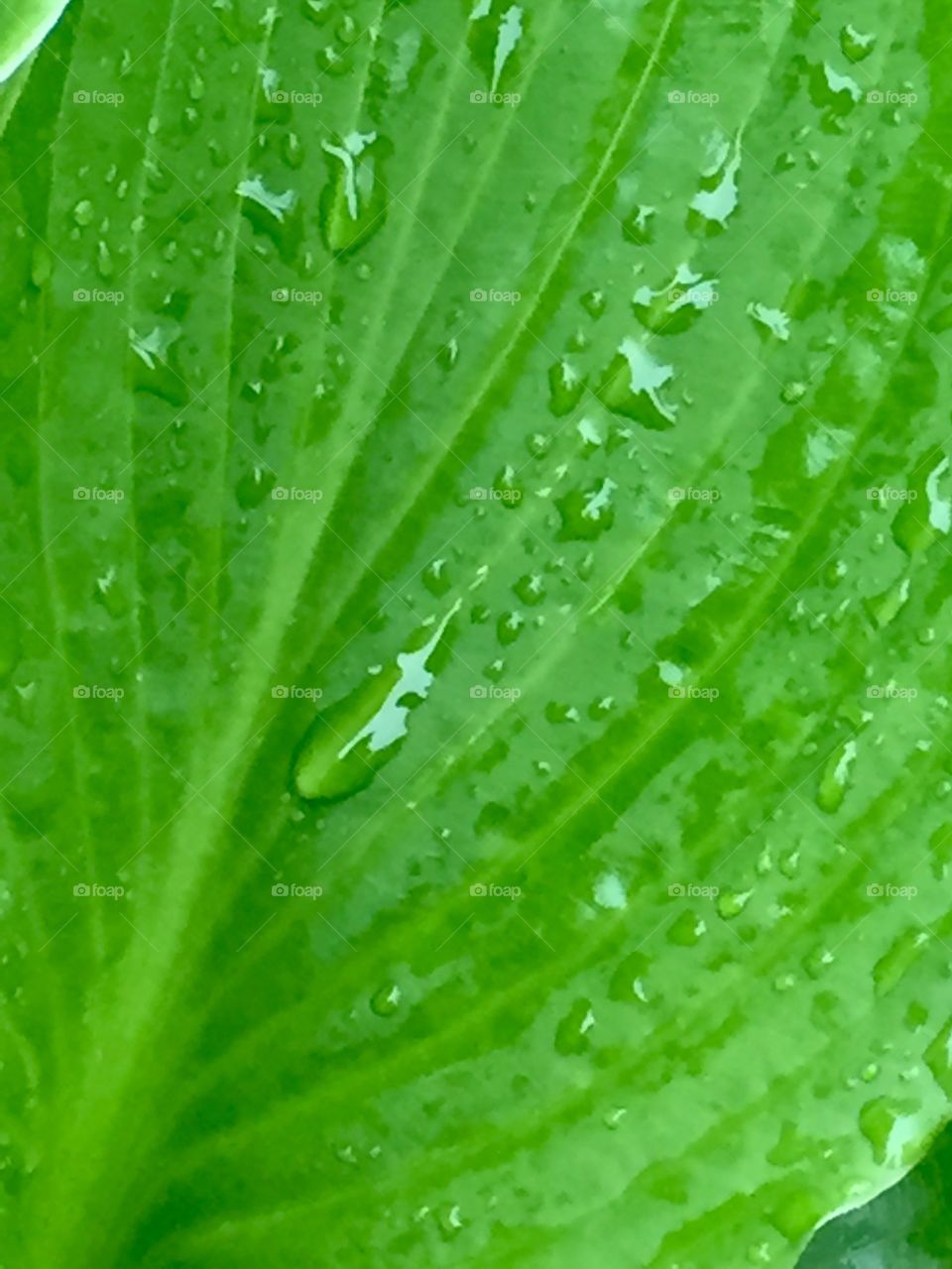Water drops on leaf