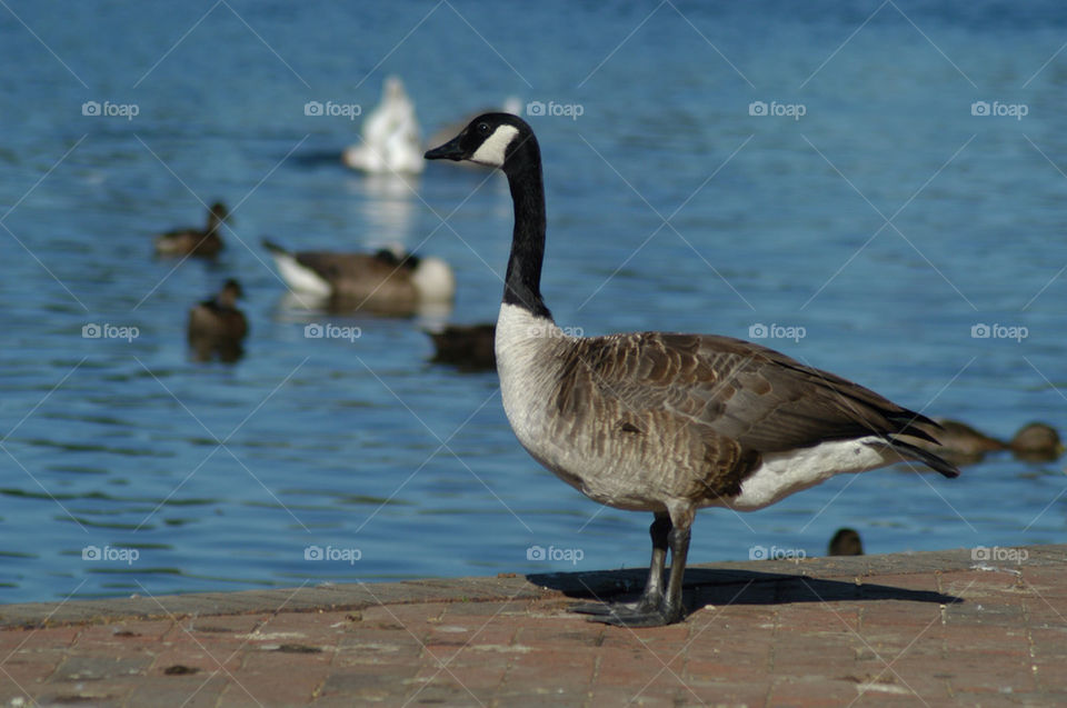 lake canada goose pest by stevephot