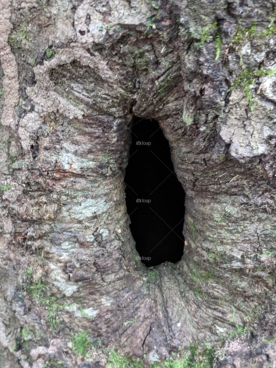 Hole in a Tree