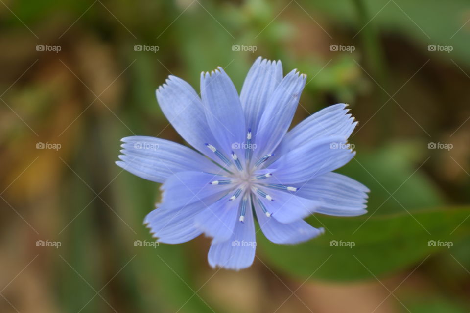 I was riding my bike to work and I saw this flower. It's so pretty, I've never seen anything like it.