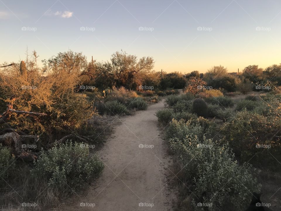 Arizona desert path