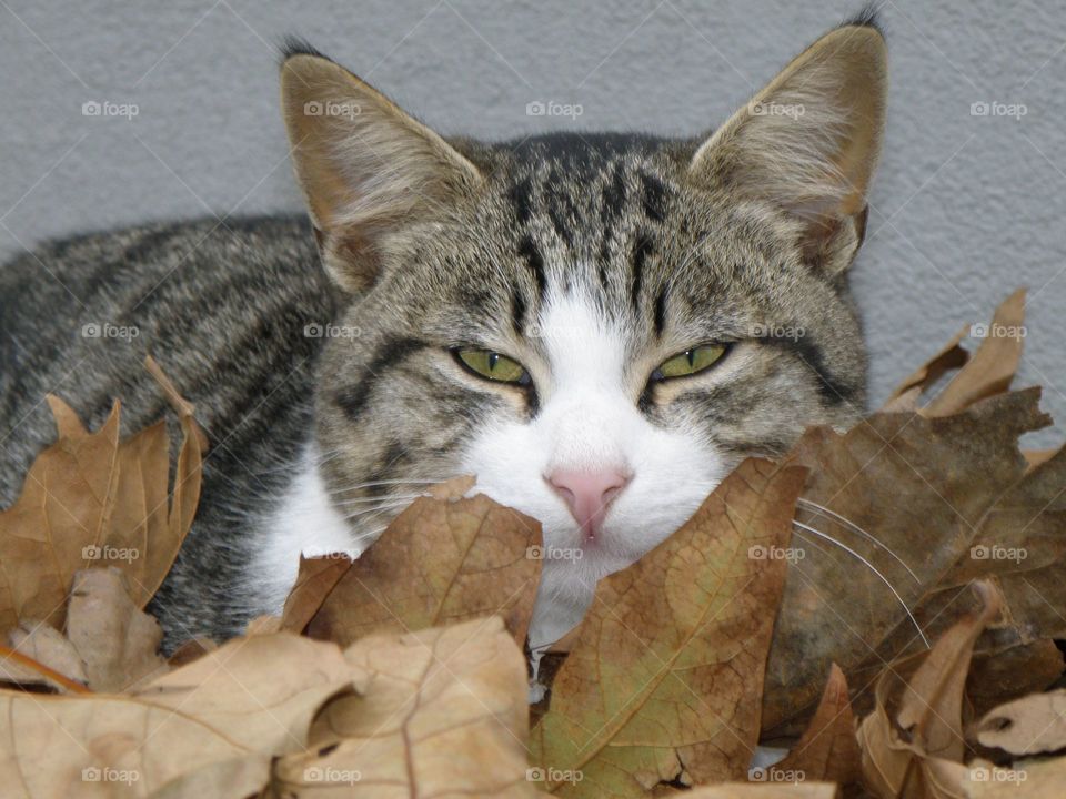 Portrait of a cat with dry leaves