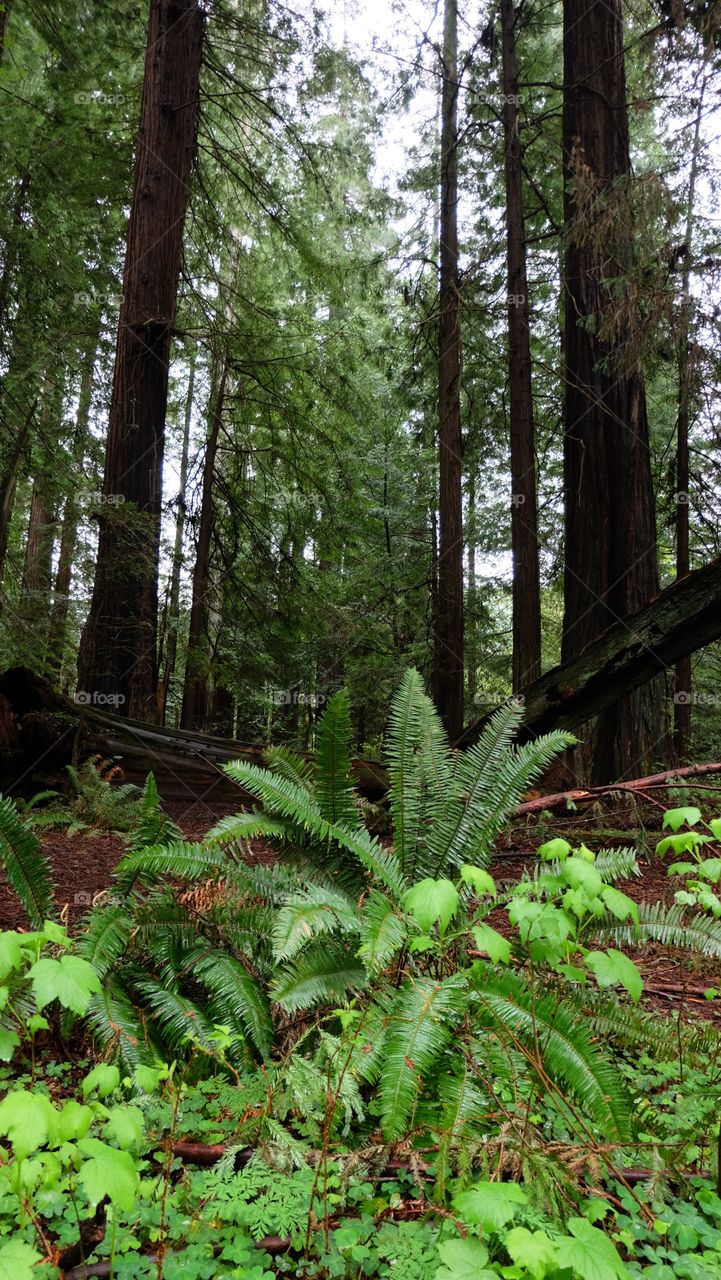 Magical Forest in northern California