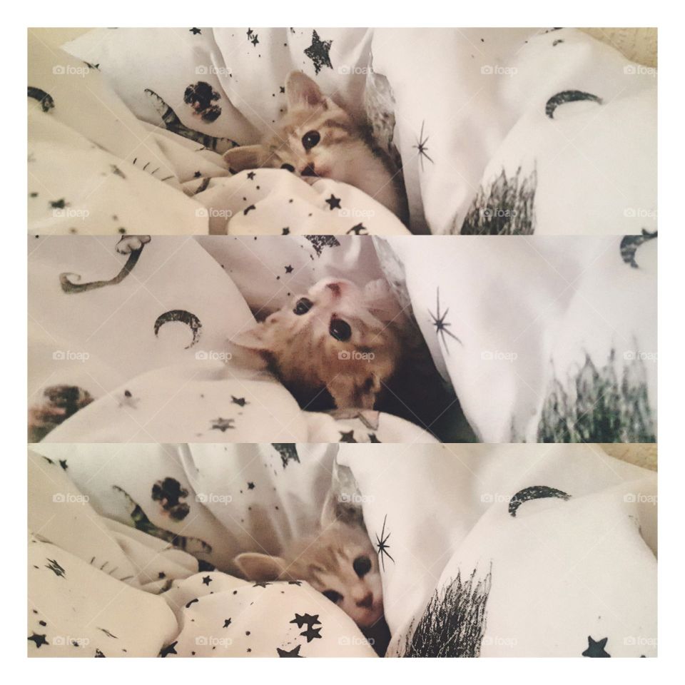 Cat in the sheets.