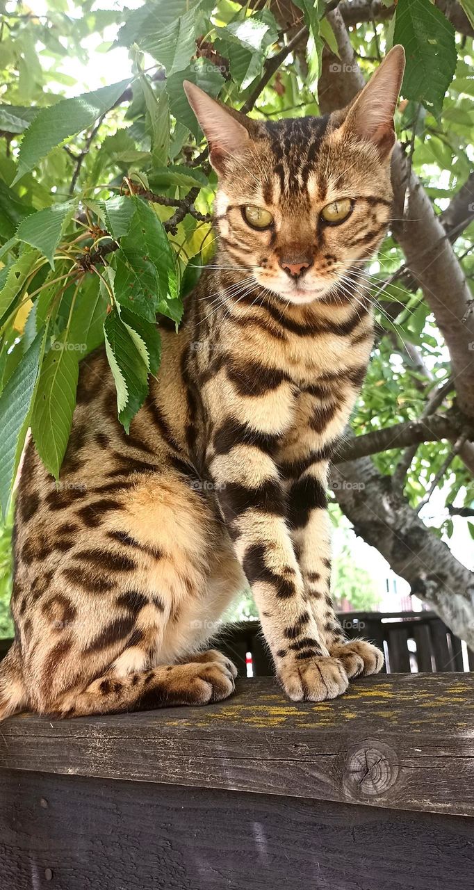 cat beautiful portrait on a wooden fence summer time, mobile photography