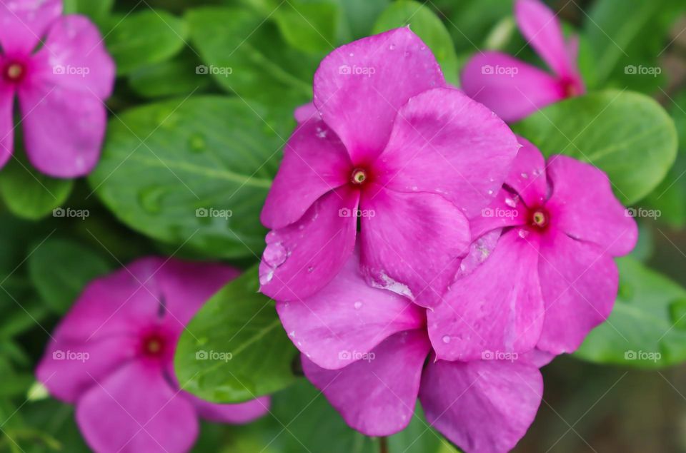 Madagascar periwinkles