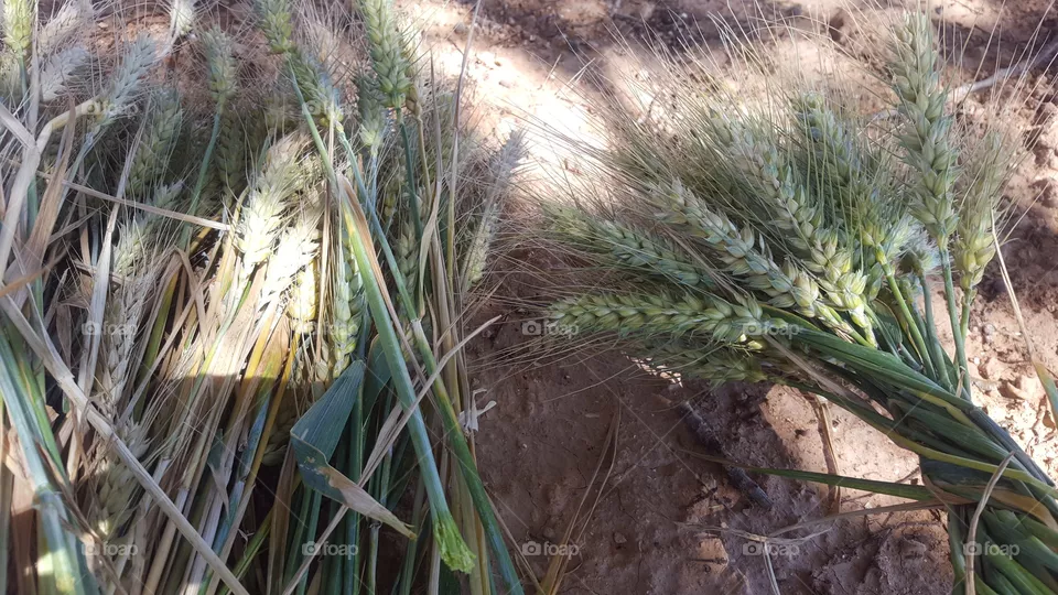durum