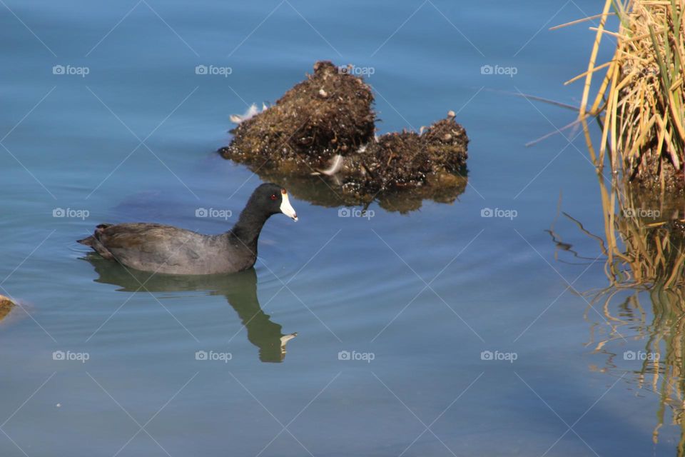 Coot Swimming in the Lake