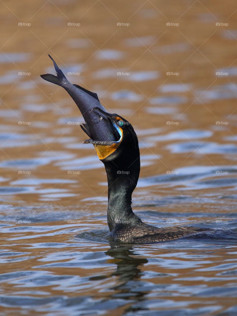 cormorants  and fish