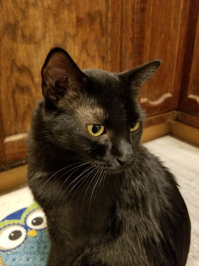 Black cat