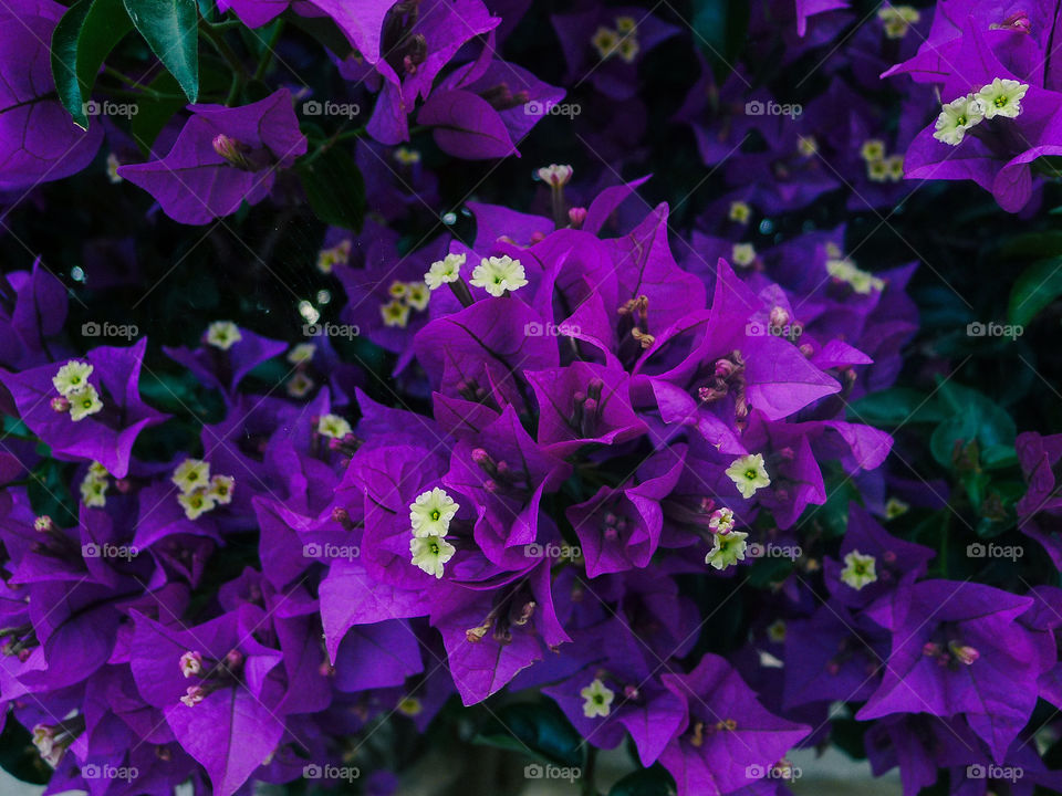 Purple bouquet 