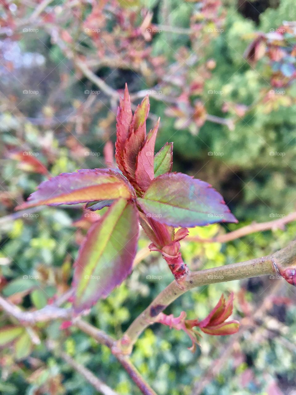 Green and red shrub bud
