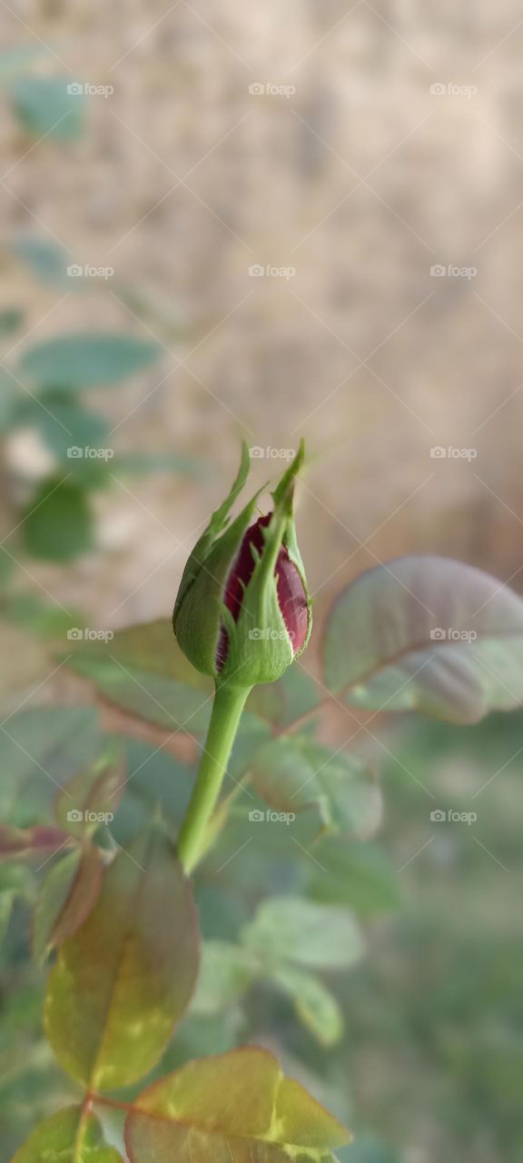 red rose in bud