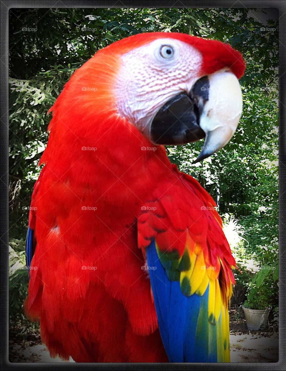 bird macaw by djulien